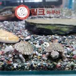 레이저백 거북(3~4cm)